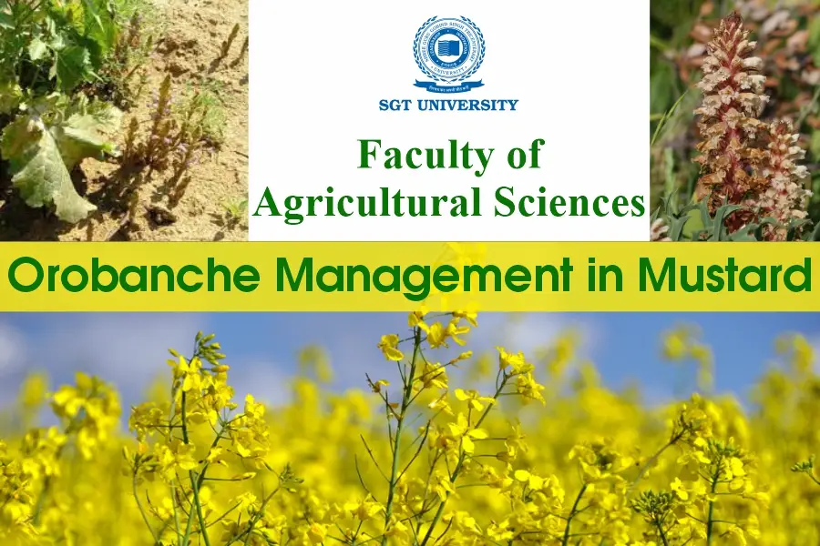 Orbanche-Management-In-Mustard