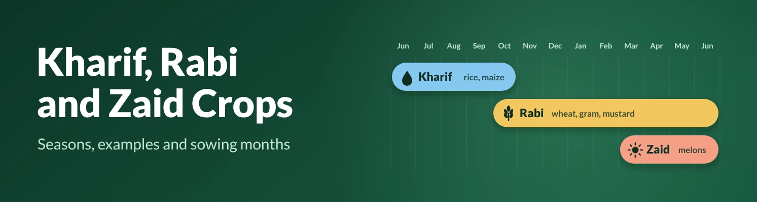 Kharif, rabi and zaid crops in India: seasons, examples and sowing months