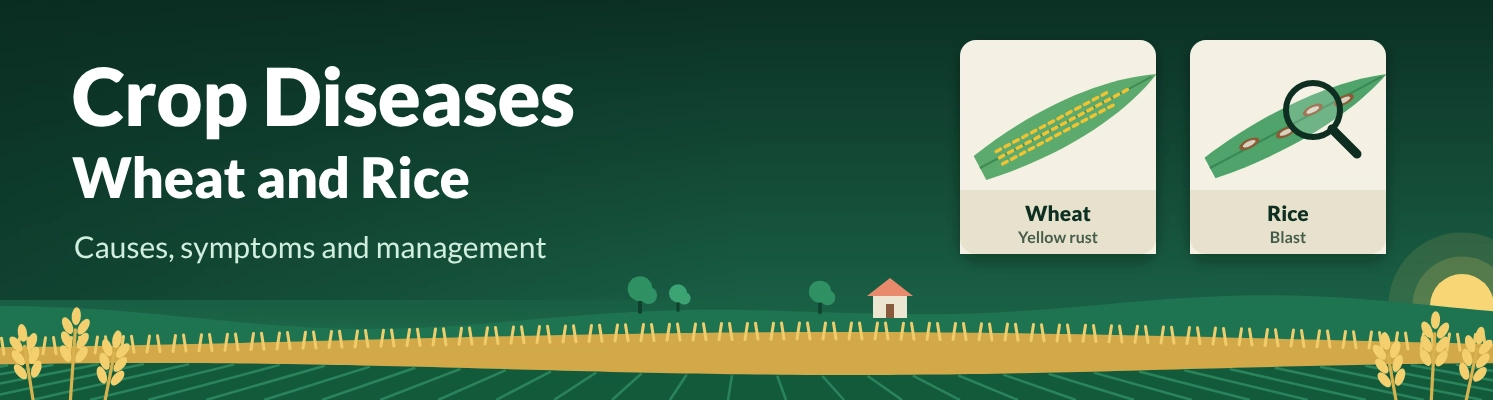 Major diseases of wheat and rice and their management