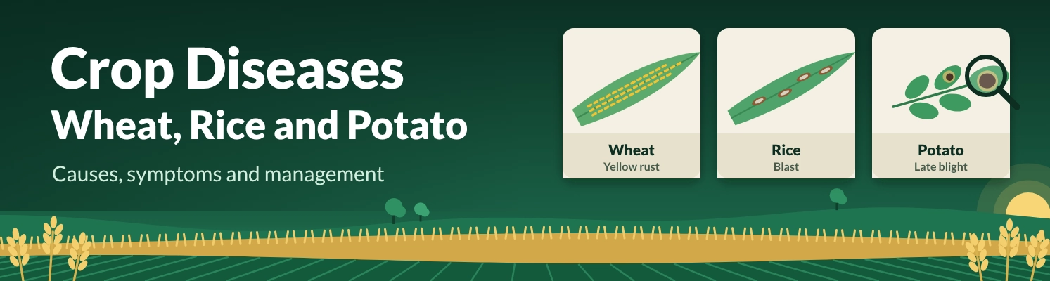 Major diseases of wheat, rice and potato and their management