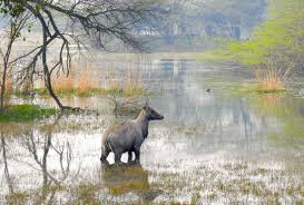 Damdama Lake